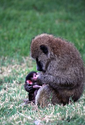 Baboon And Newborn